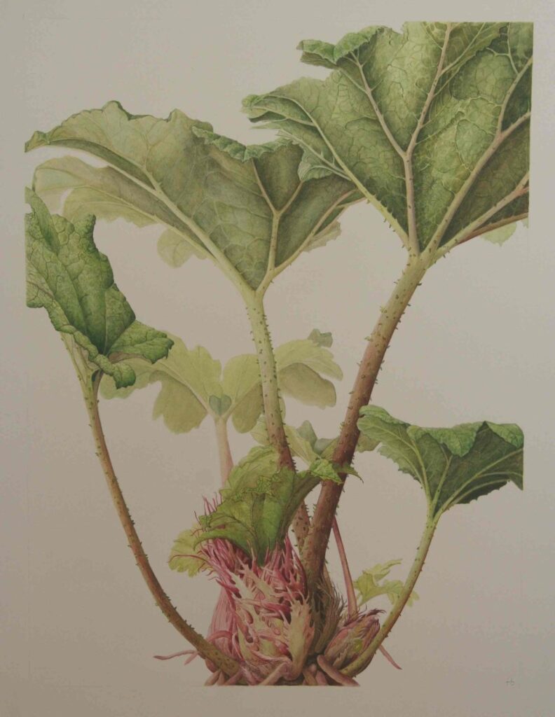 Gunnera tinctoria, 2006, watercolour on paper 40x30cm