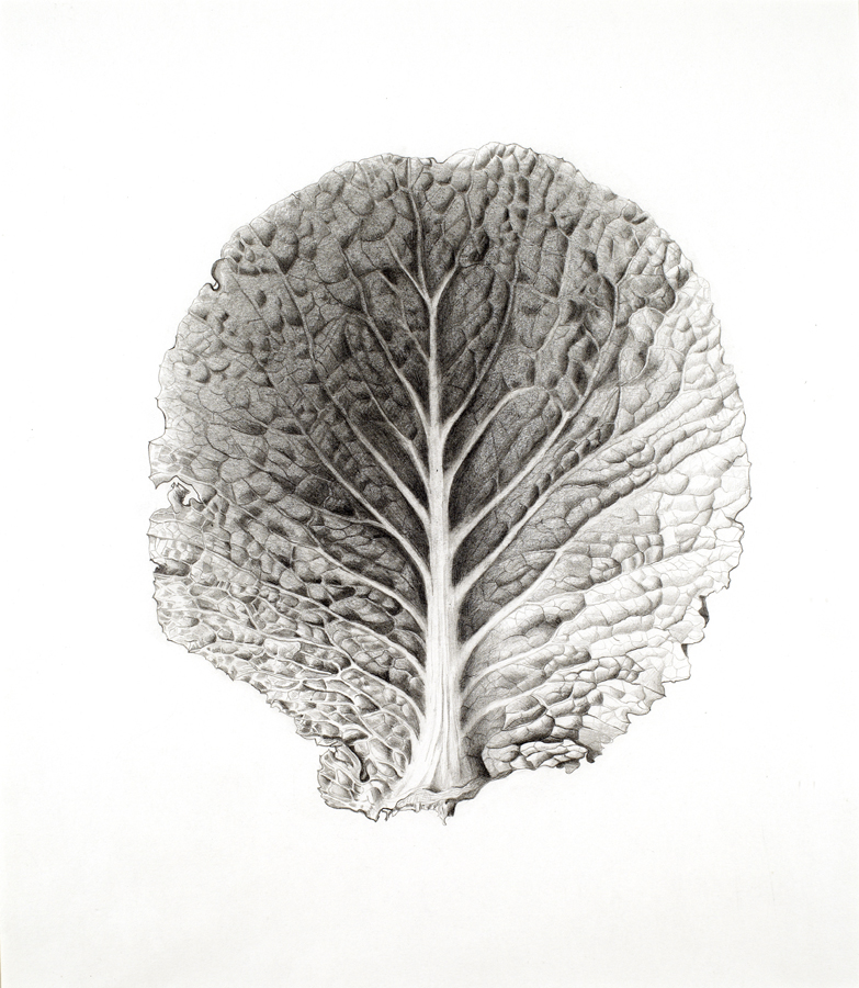 Cabbage leaf, pencil on paper, 20 x 15cm, 2001