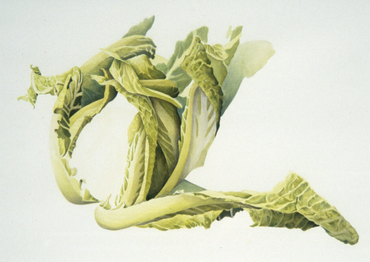 Cauliflower, watercolour, 60 x 40 cm, 2002