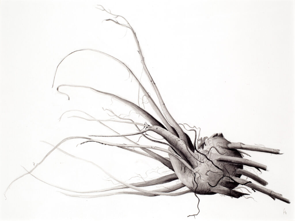 Dock leaf root 48x40cm graphite on paper, 2000