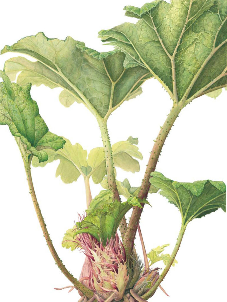 Gunnera tinctoria Gunneraceae, Watercolour on paper 47.5 x 34.5 cm Credit: Plate 39 from the Highgrove Florilegium published by Addison Publications and © A G Carrick