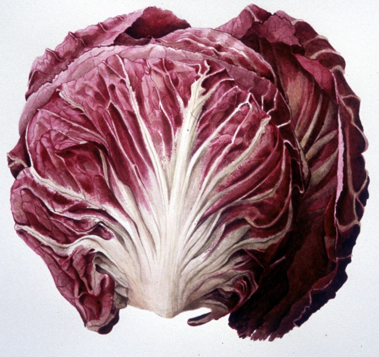 Radicchio watercolour 20 x 20 cm 2002